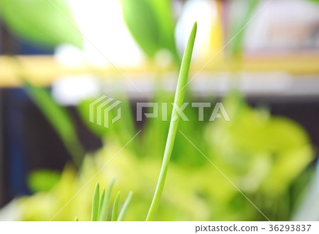 spring onion grow up in park 36293837