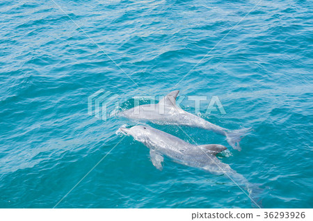 Amakusa dolphin watching Amakusa dolphin watching 36293926