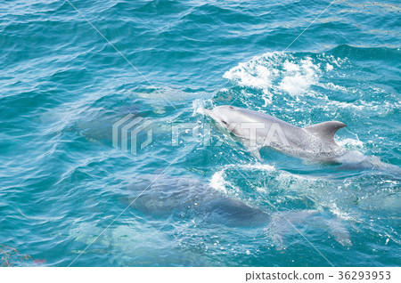 Amakusa dolphin watching 36293953