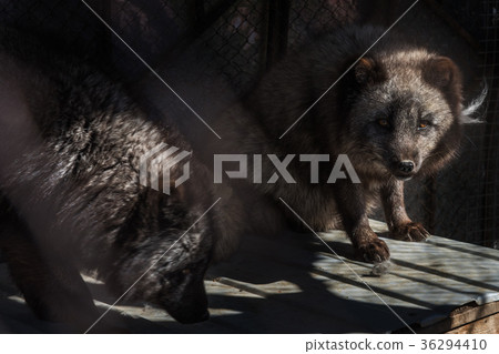 Black fox in the cage Black fox in the cage 36294410