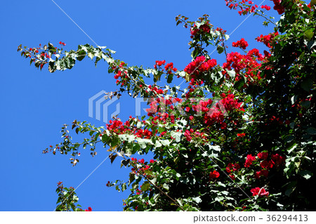 San Miguel de Allende (Mexico) 36294413