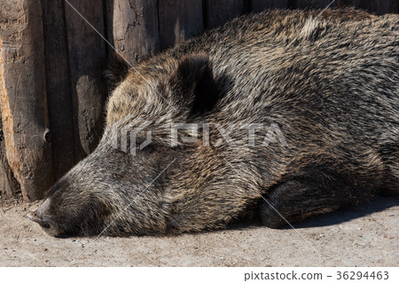 Wild boar in zoo Wild boar in zoo 36294463