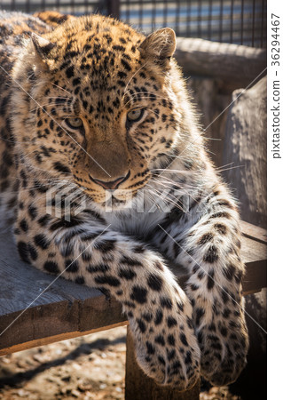 Portrait of the leopard 36294467
