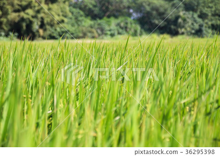 台灣美麗的農田跟稻米 36295398