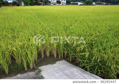 台灣美麗的農田跟稻米 36295447