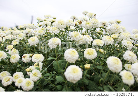 Miao Li Hang Chrysanthemum Flower Sea Miao Li Hang Chrysanthemum Flower Sea 36295713