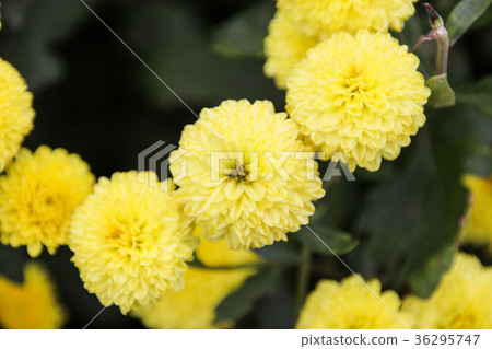 Miao Li Hang Chrysanthemum Flower Sea Miao Li Hang Chrysanthemum Flower Sea 36295747