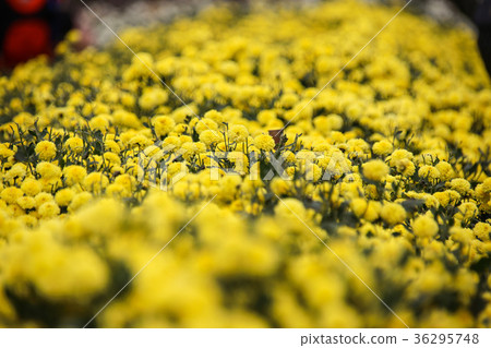 Miao Li Hang Chrysanthemum Flower Sea Miao Li Hang Chrysanthemum Flower Sea 36295748