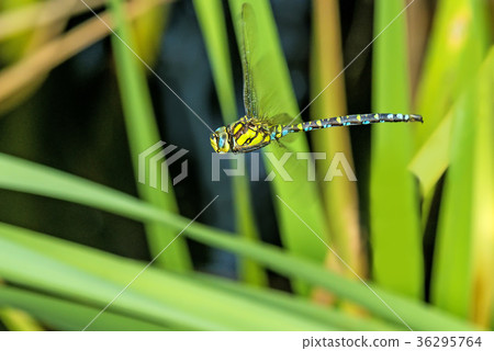 The emperor dragonfly during a flight 36295764