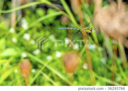 The emperor dragonfly during a flight 36295766