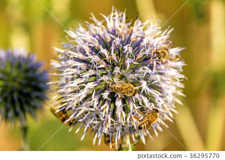 globe thistle with bees 36295770