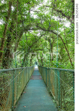Suspension bridge in rainforest 36295840