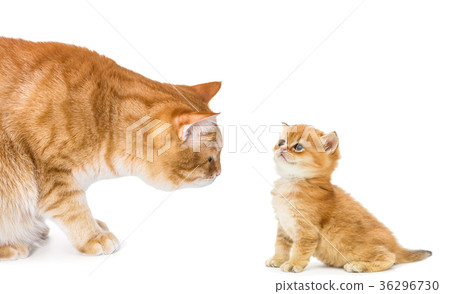 Adult cat and kitten Adult cat and kitten 36296730