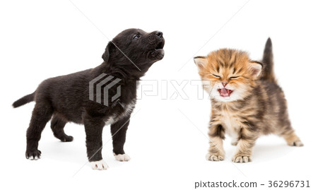 Crying kitten and puppy Crying kitten and puppy 36296731