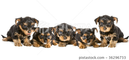 Five puppies breed Yorkshire Terrier Five puppies breed Yorkshire Terrier 36296733