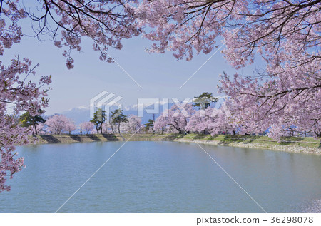Cherry blossoms at the bank of six roads in Ina City, Nagano Prefecture Cherry blossoms at the bank of six roads in Ina City, Nagano Prefecture 36298078