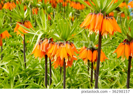 tulip. Colorful tulips in the garden tulip. Colorful tulips in the garden 36298157