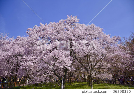 4月高松城堡H公園高松公主殿下和他的妻子 36298350