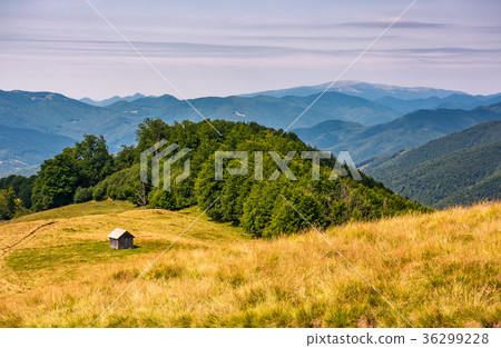 shed near the forest on a grassy slope shed near the forest on a grassy slope 36299228