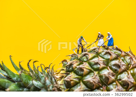 Farmer harvesting a giant pineapple 36299502