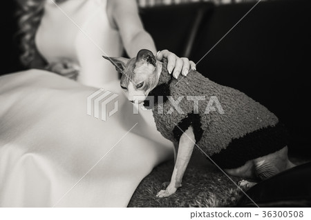 bride cat. morning bride bride cat. morning bride 36300508