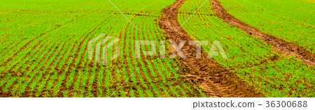 Green autumn field of freshly planted winter wheat Green autumn field of freshly planted winter wheat 36300688
