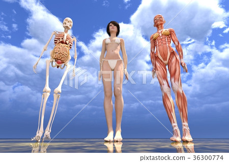 女性解剖肌肉3DCG例證材料 女性解剖肌肉3DCG例證材料 36300774