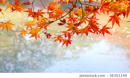 Autumn leaves of Toji 36301149