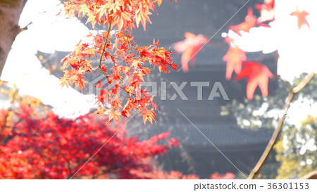 Autumn leaves of Toji 36301153