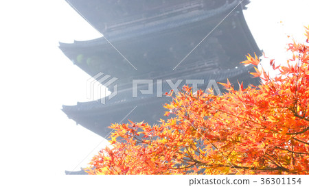 Autumn leaves of Toji 36301154
