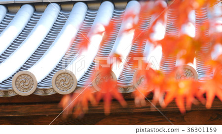 Yellow leaf of Toji Temple 36301159