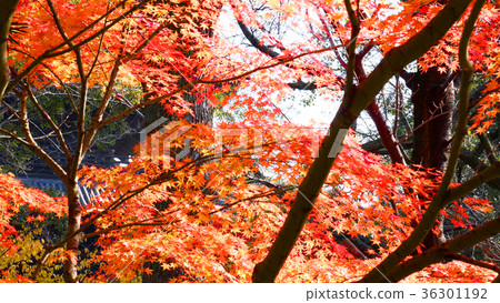 Yellow leaf of Toji Temple 36301192