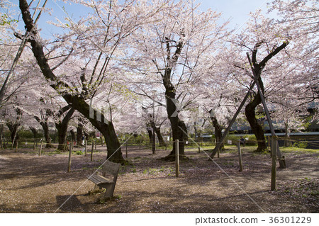 Senzoku Pond Park Sakurayama Senzoku Pond Park Sakurayama 36301229