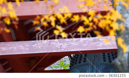 The yellow leaves of Orinji 36301255