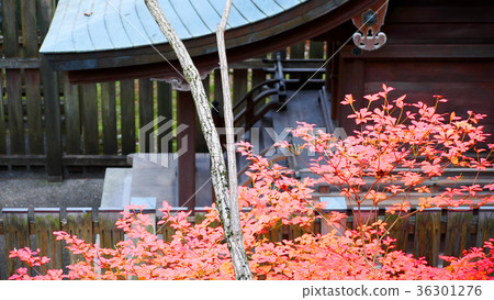 Autumn leaves of Horinji 36301276