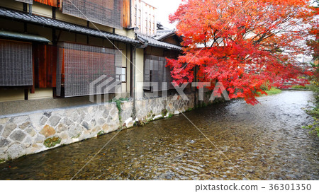Shirakawa and autumn leaves of Gion 36301350