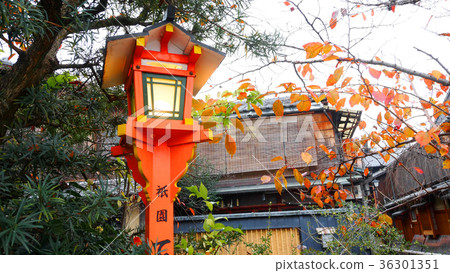 Shirakawa and autumn leaves of Gion 36301351