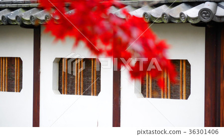 Shirakawa and autumn leaves of Gion 36301406