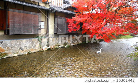 Shirakawa and autumn leaves of Gion Shirakawa and autumn leaves of Gion 36301442