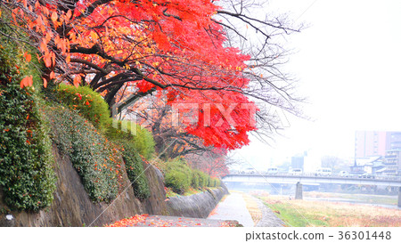 Kamogawa and autumn leaves 36301448