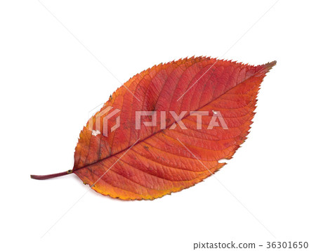 Autumn leaves cherry leaves 36301650