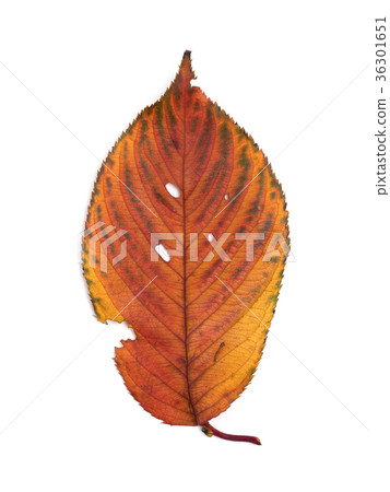 Autumn leaves cherry leaves 36301651