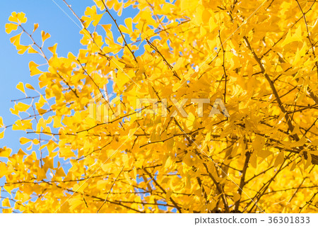 Golden ginkgo Golden ginkgo 36301833