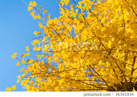 Golden ginkgo Golden ginkgo 36301834