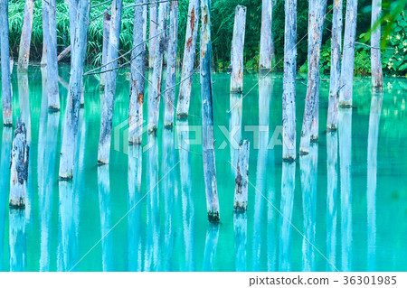 Biei platinum's blue pond Biei platinum's blue pond 36301985