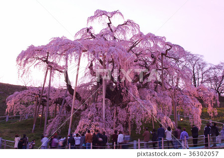 Light up of Miharucho Takizakura 36302057