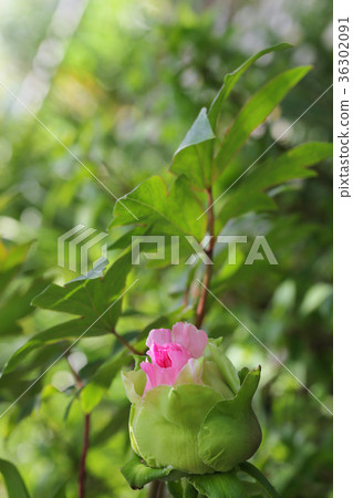 綻放和雨滴花 - 豌豆花 36302091