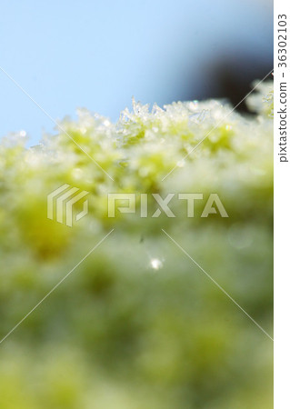 Snow and moss 36302103