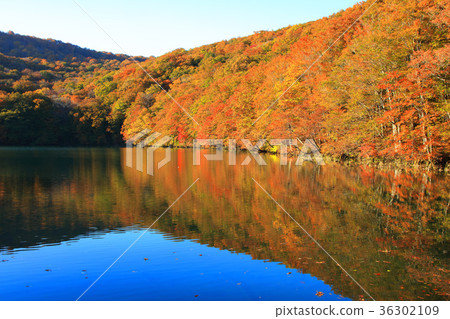 Hakkoda Kakinuma秋葉 36302109