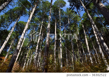 Hinoki's forest 36302522